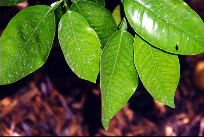 My Citrus Leaves Look Like This: Is It Nutrient Deficiency? - Ask The ...