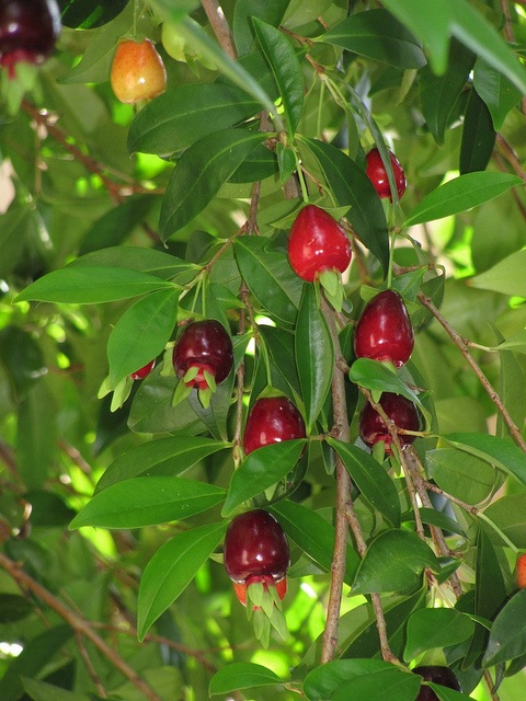 tropical cherries