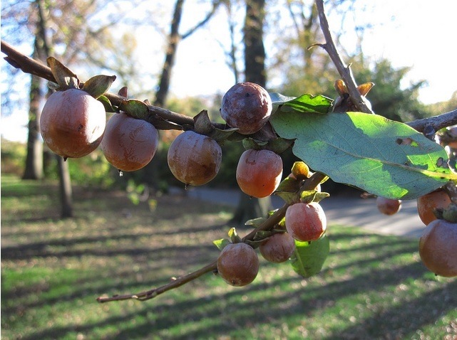 Date plum