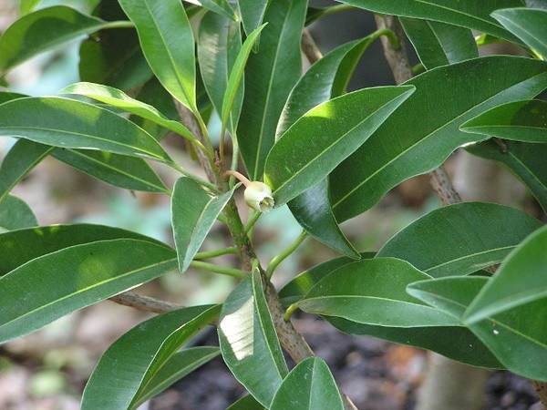 Sapodilla: Manilkara zapota or Siamese Persimmon