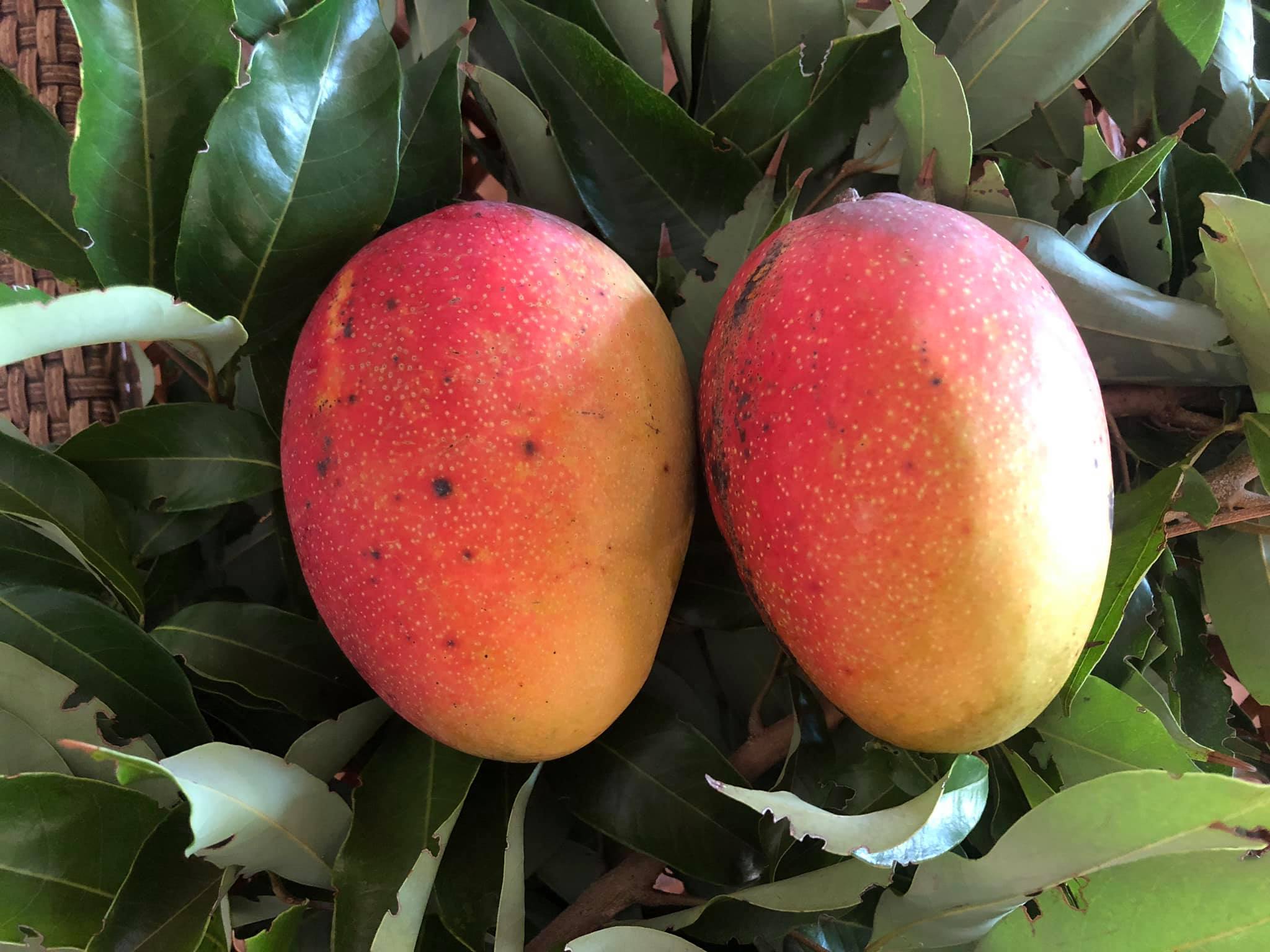 Mango Tree ‘Pickering’ (Mangifera indica hybrid)