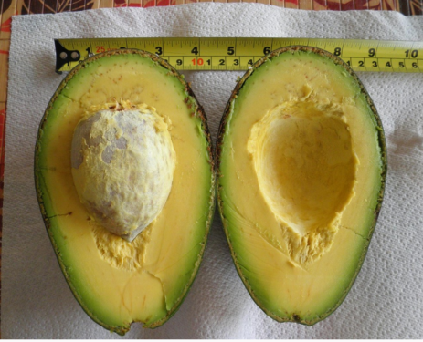 Best Avocados For Central Fl - Ask The Green Genie