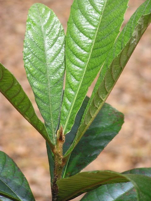 loquat leaves