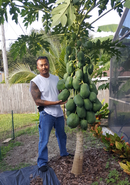 papaya papaya "tree"