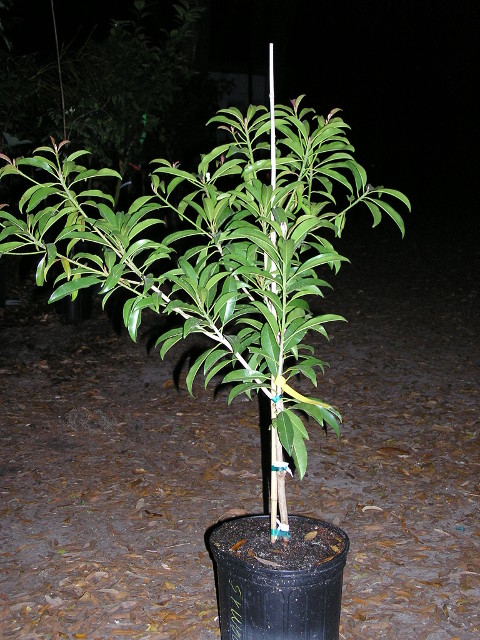 3g Sapodilla 3g Sapodilla