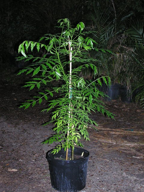 June Plum 7g June Plum