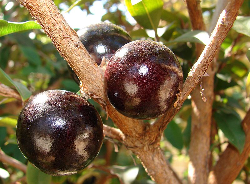 Jaboticaba Jaboticaba fruits