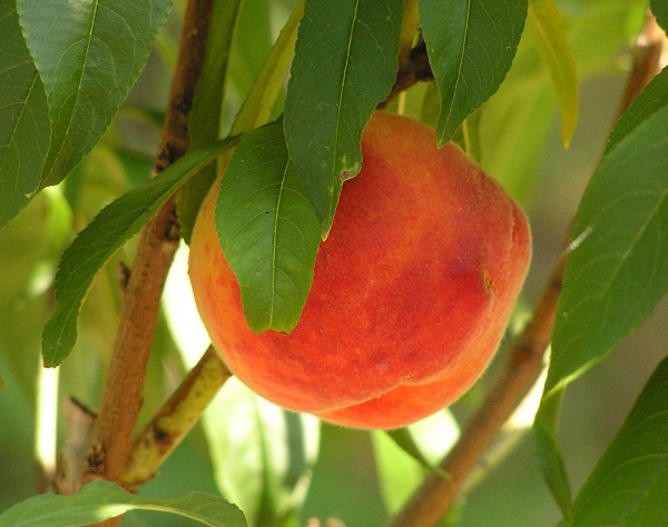 enable images to see the peaches