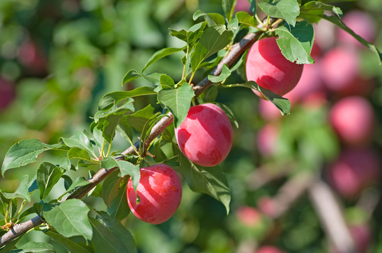fruits on a branch