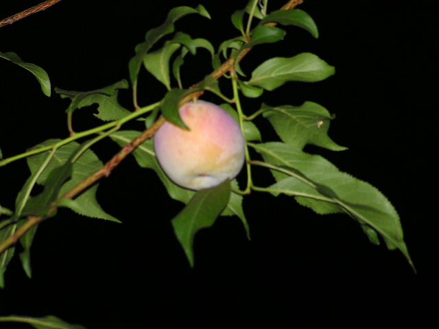 unripe fruit on the tree