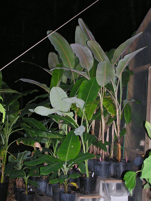 bananas banana plants