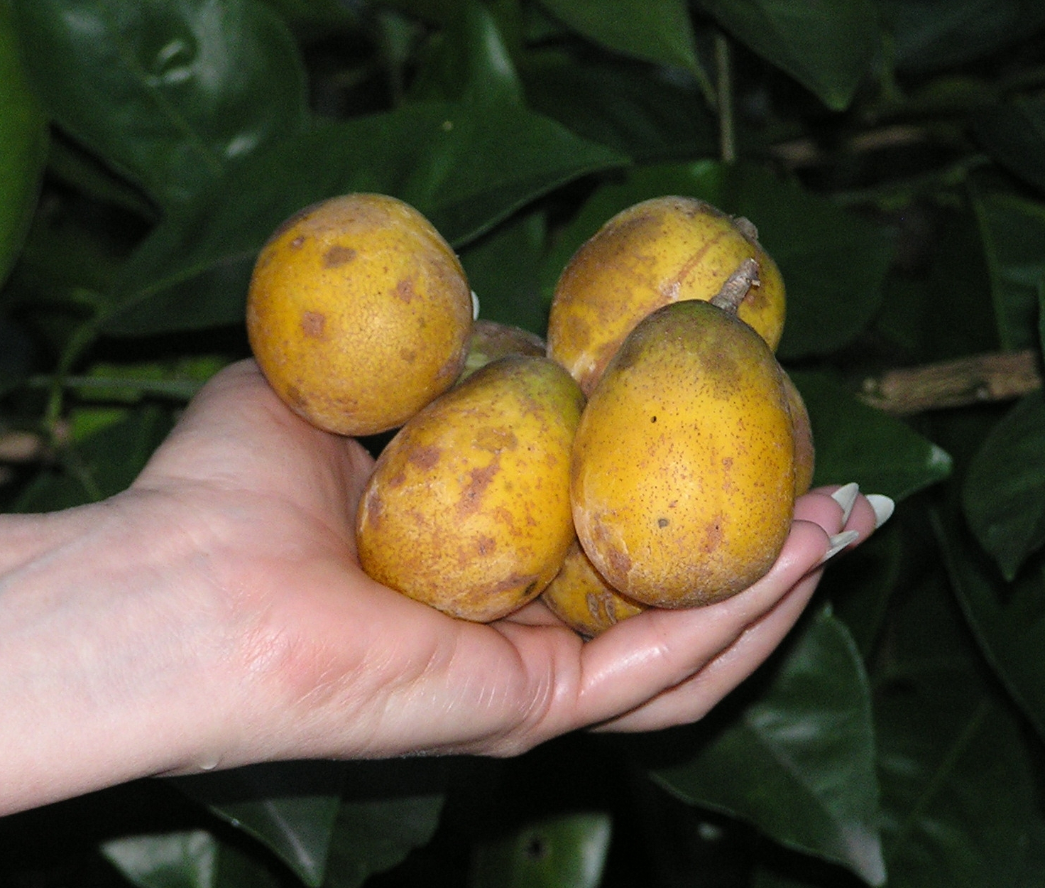 june plum fruits june plum fruits