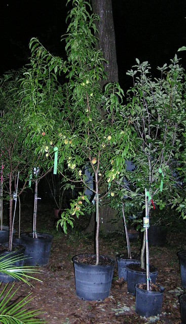 large peach tree
