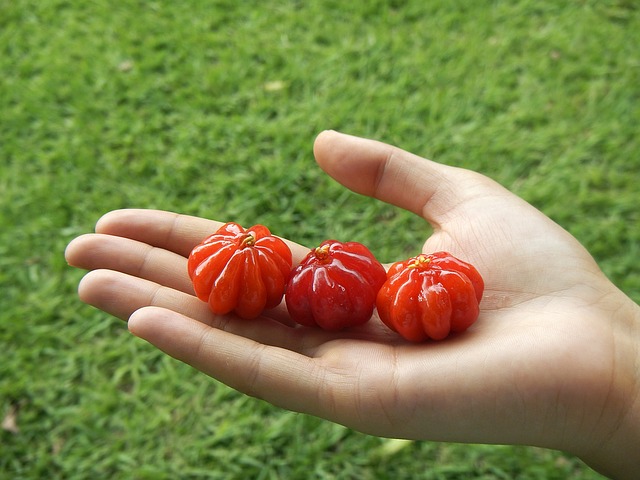 Pitanga Surinam Cherries