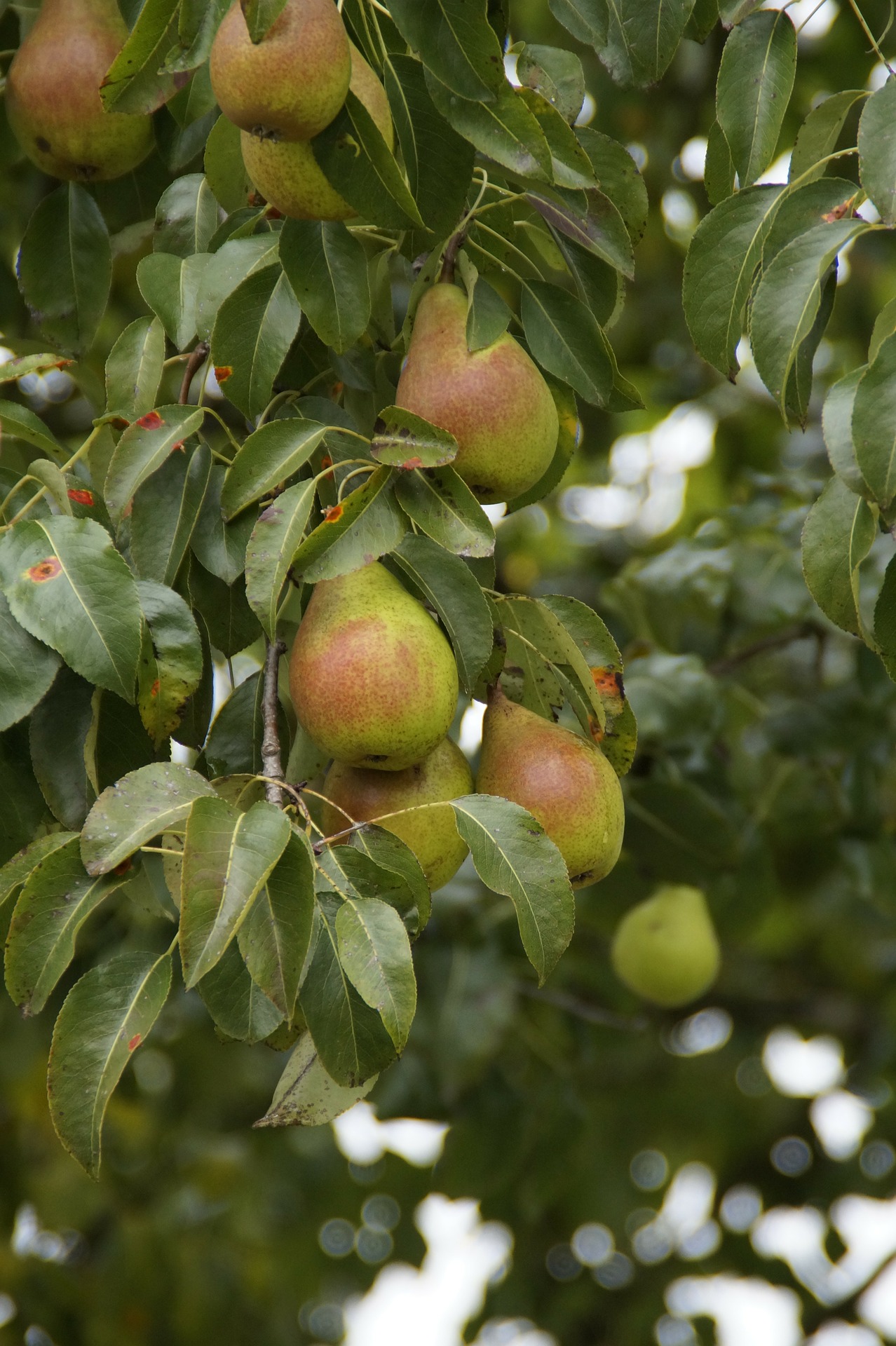 pears on tree
