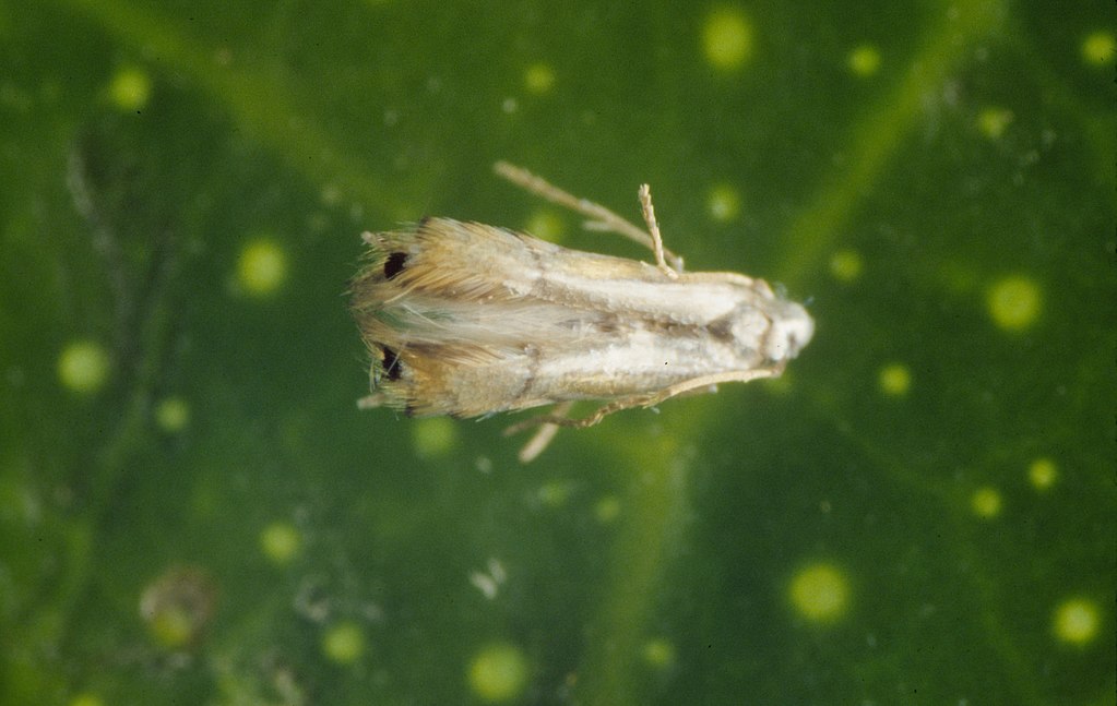 adult citrus leaf miner moth