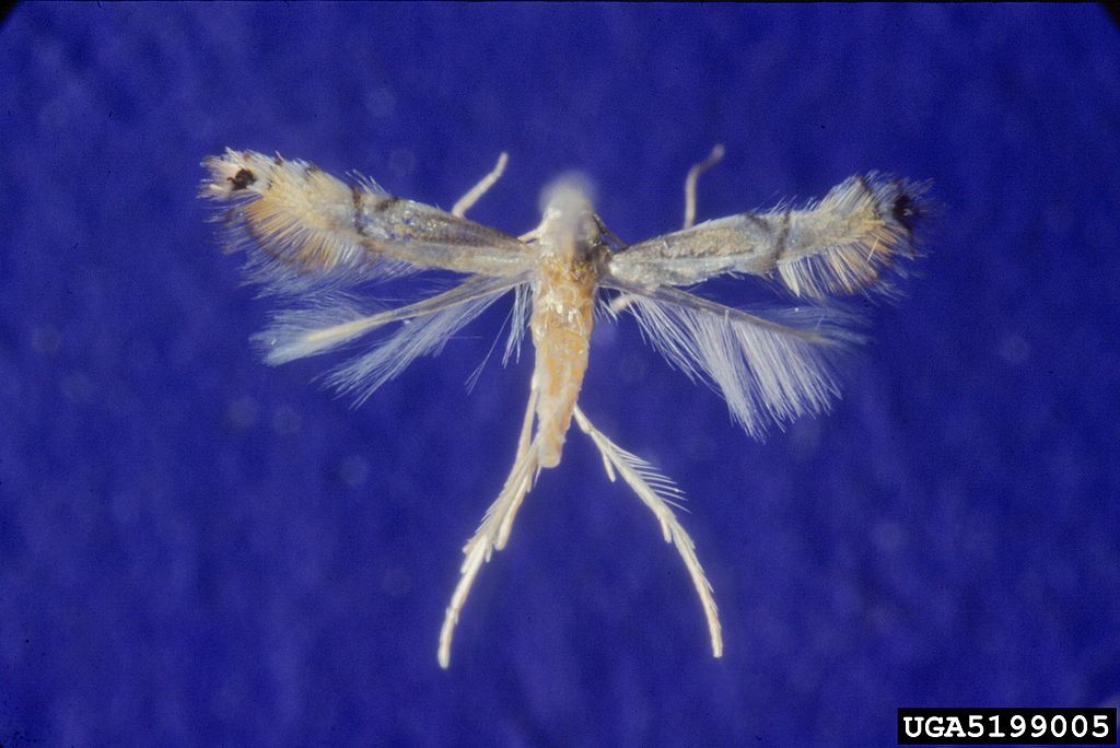 adult moth w/ wings extended