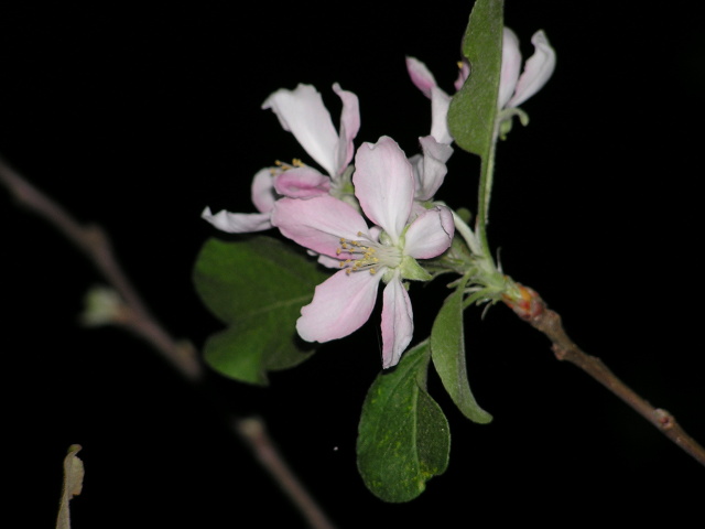 Apple tree blossoms