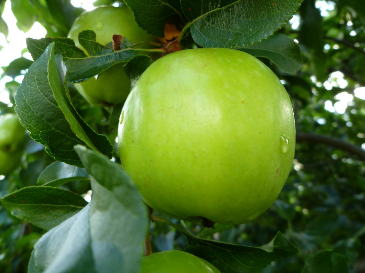 green apple