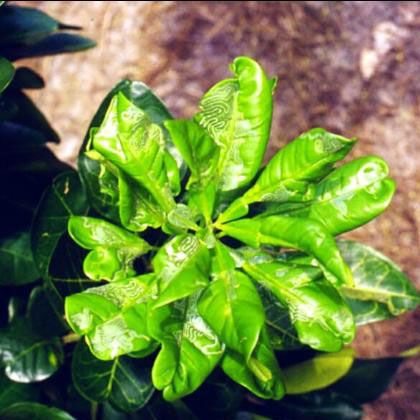 citrus leaf miner damage