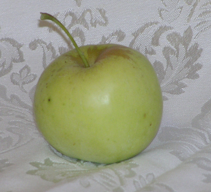 Apples | Apple Tree for N Florida | Ask The Green Genie