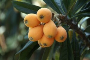 Loquat fruits