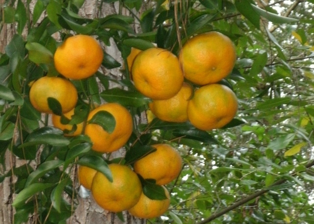 Chinese Honey Orange Ponkan tangerine