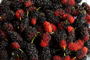 mulberries