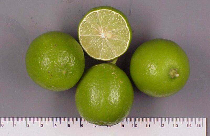 Persian Lime
