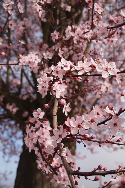 cherry blossoms cherry blossoms on a mature tree