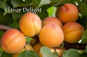 Flavor Delight Apriums 15g