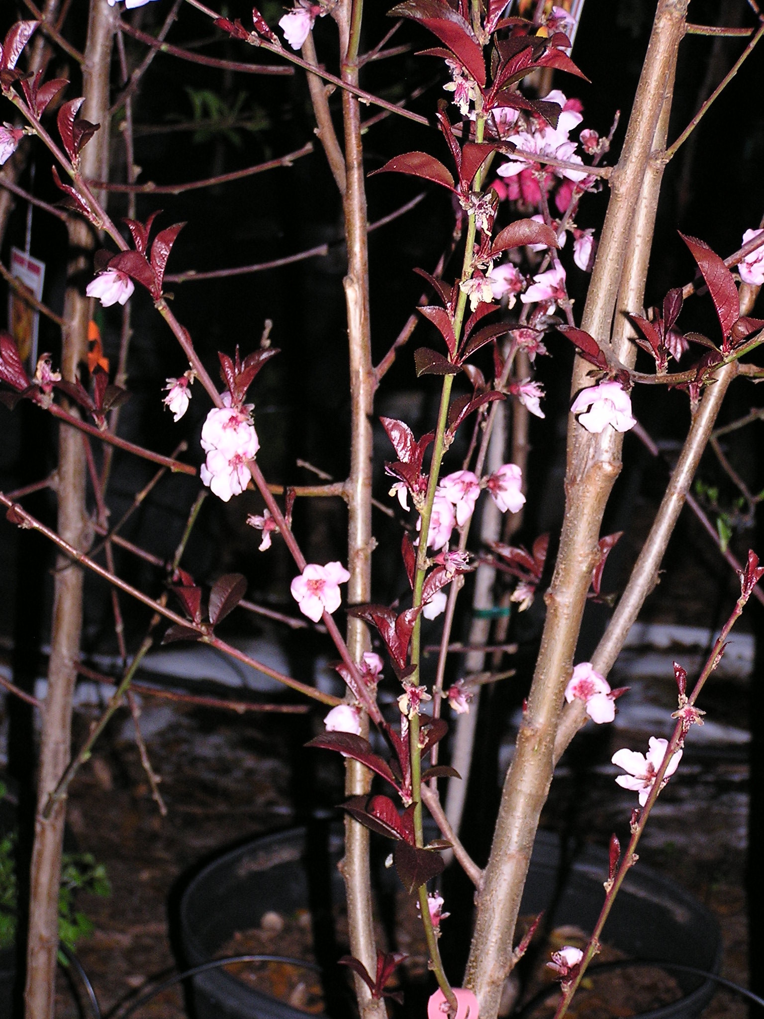 nectaplum blossoms