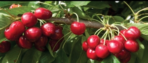 Royal Crimson cherries