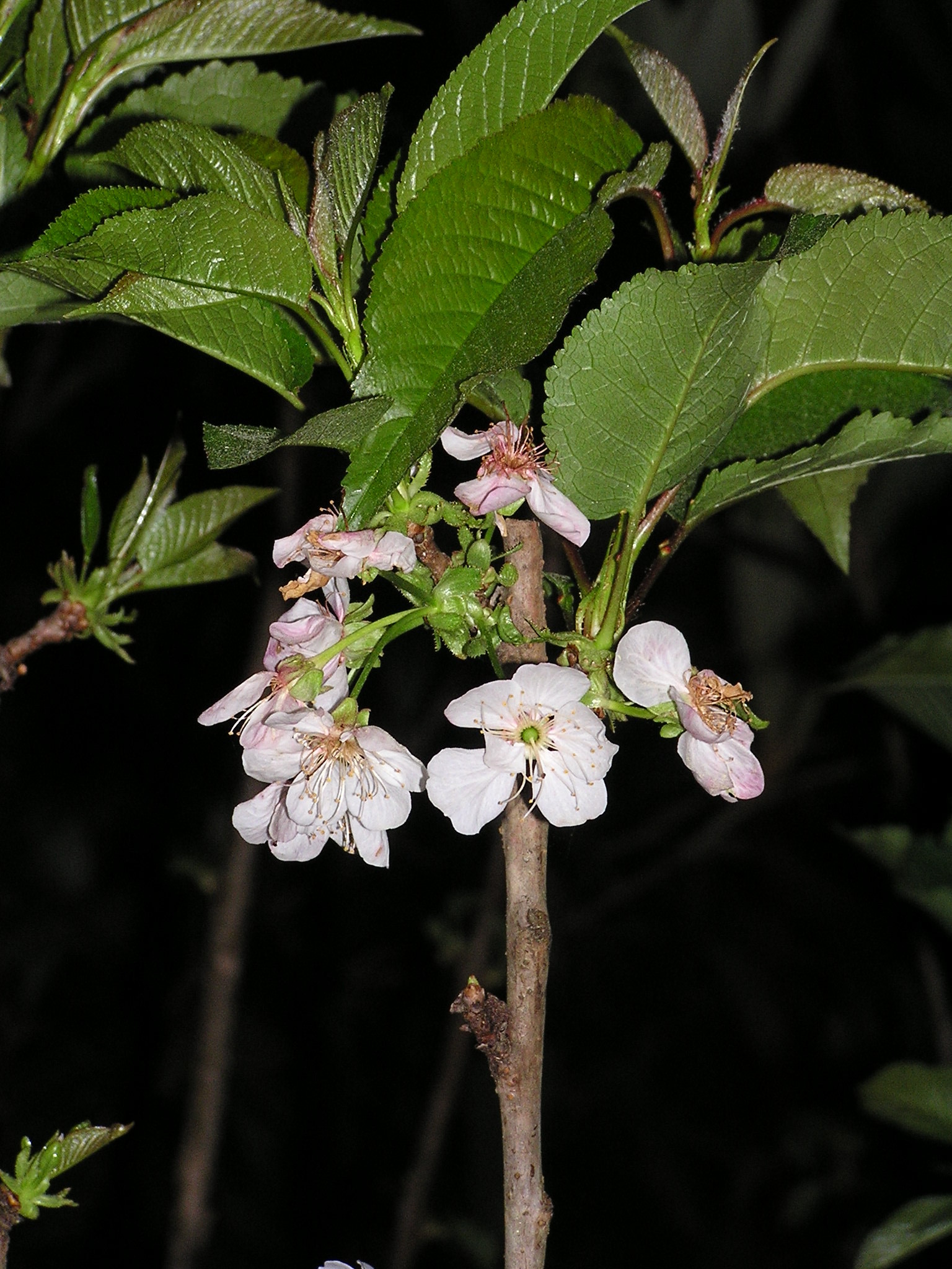 blossoms on a young tree