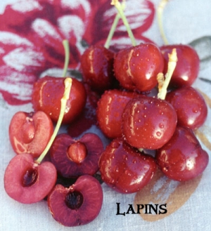 lapins cherry Lapins fruit