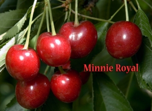 Minnie Royal cherries