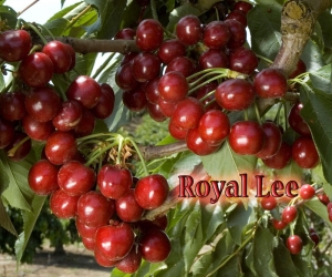 Royal Lee cherries