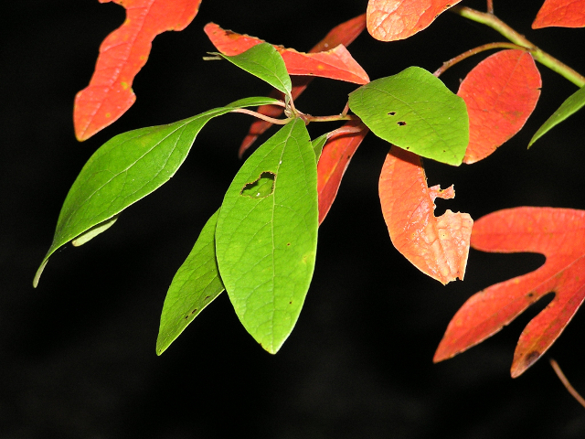 Sassafras leaves