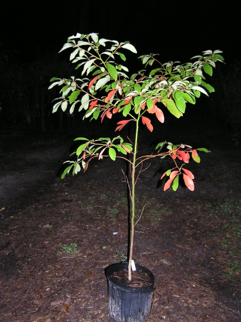 3G Sassafras tree