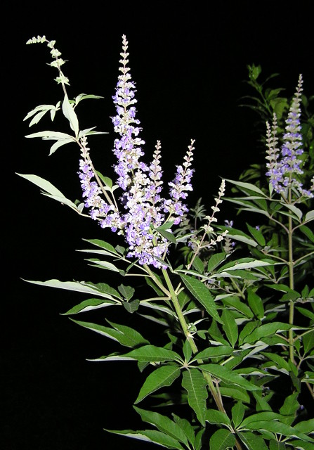 Vitex aka Chaste Tree