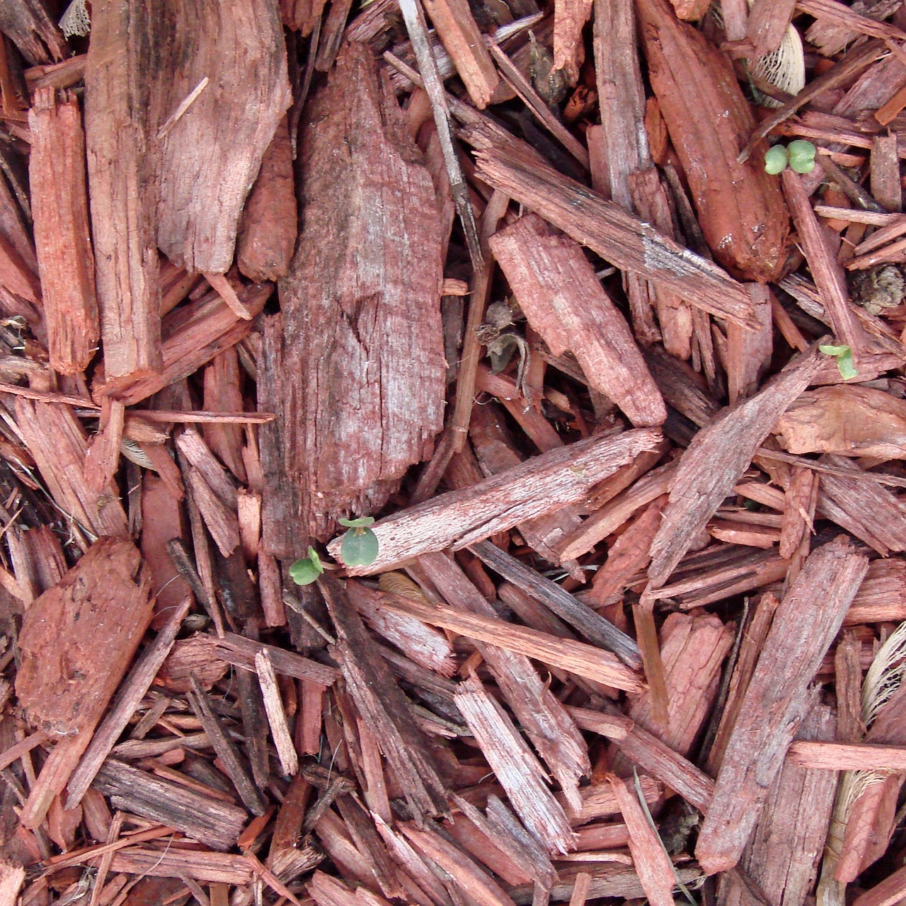 wood chips not mulch
