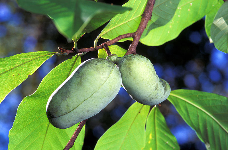 pawpaws