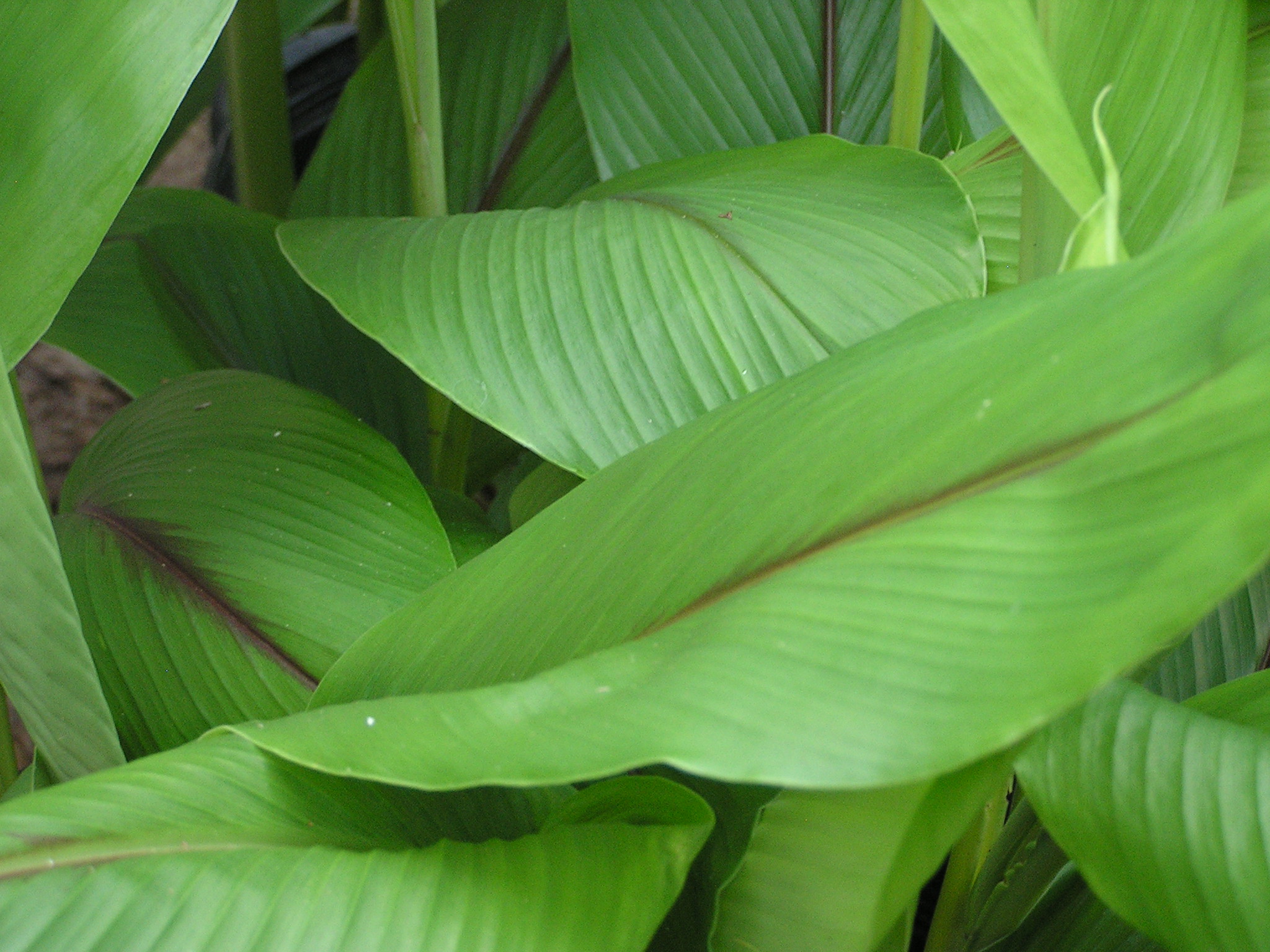 Herb & Spice Trees & Medicinal Plants | Ask The Green Genie