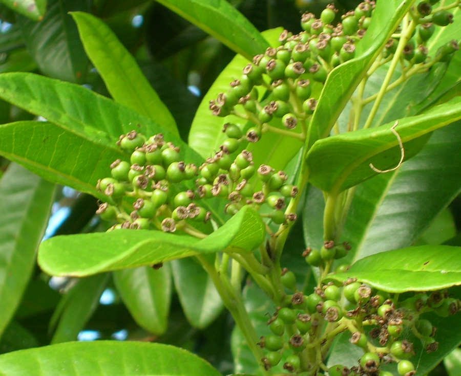 ALLSPICE