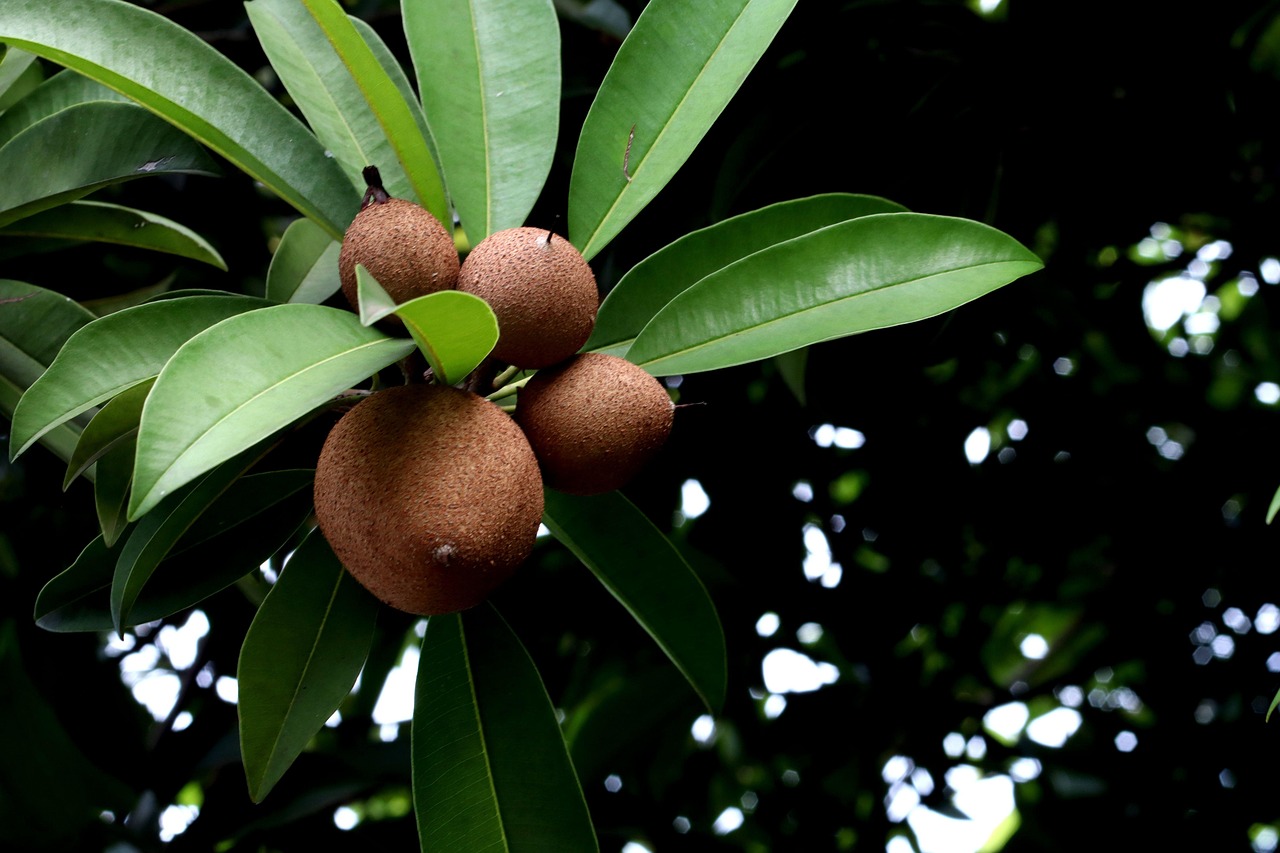 sapodilla-6524810