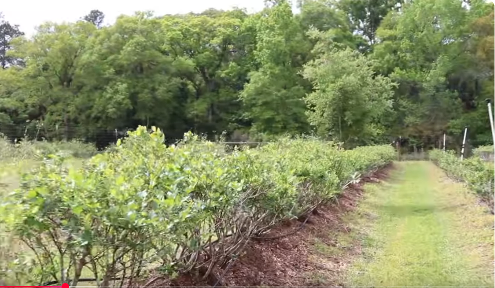 Blueberries in mounded row