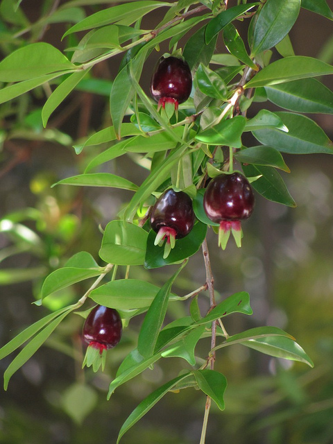 CHERRY OF THE RIO GRANDE