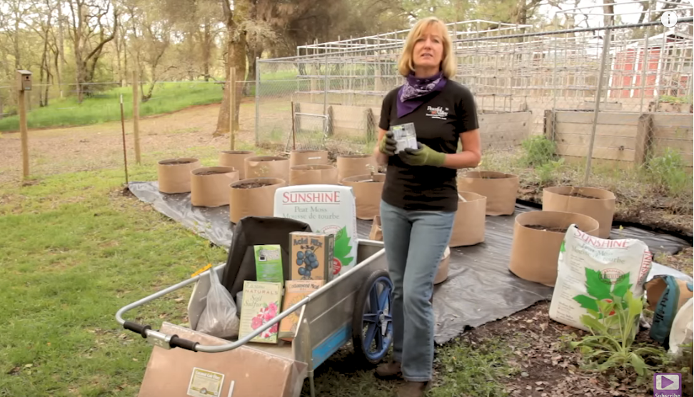 container grown blueberries