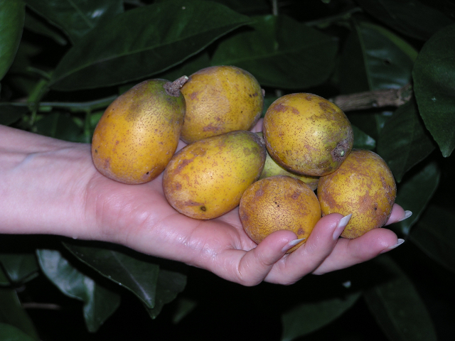 Tropical Plums | Ask The Green Genie