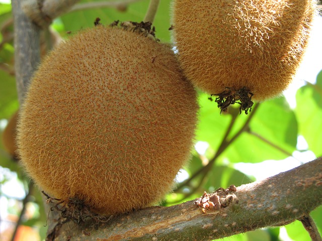 kiwi fruits